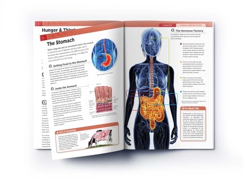 Human Body: Stomach And Digestive System (Knowledge Encyclopedia For Children)