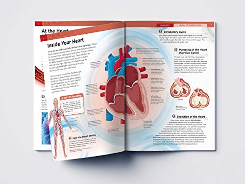 Human Body: Heart And Circulatory System (Knowledge Encyclopedia For Children)