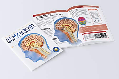 Human Body: Brain And Nervous System (Knowledge Encyclopedia For Children)