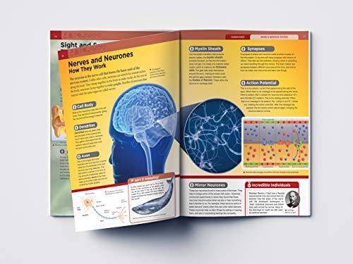 Human Body: Brain And Nervous System (Knowledge Encyclopedia For Children)