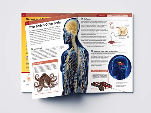 Knowledge Encyclopedia: Human Body (Knowledge Encyclopedia For Children)