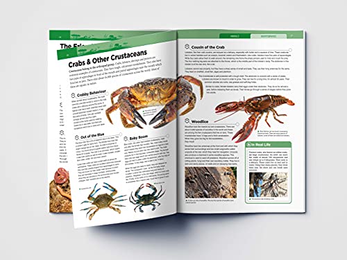 Animals: Invertebrates (Knowledge Encyclopedia For Children)
