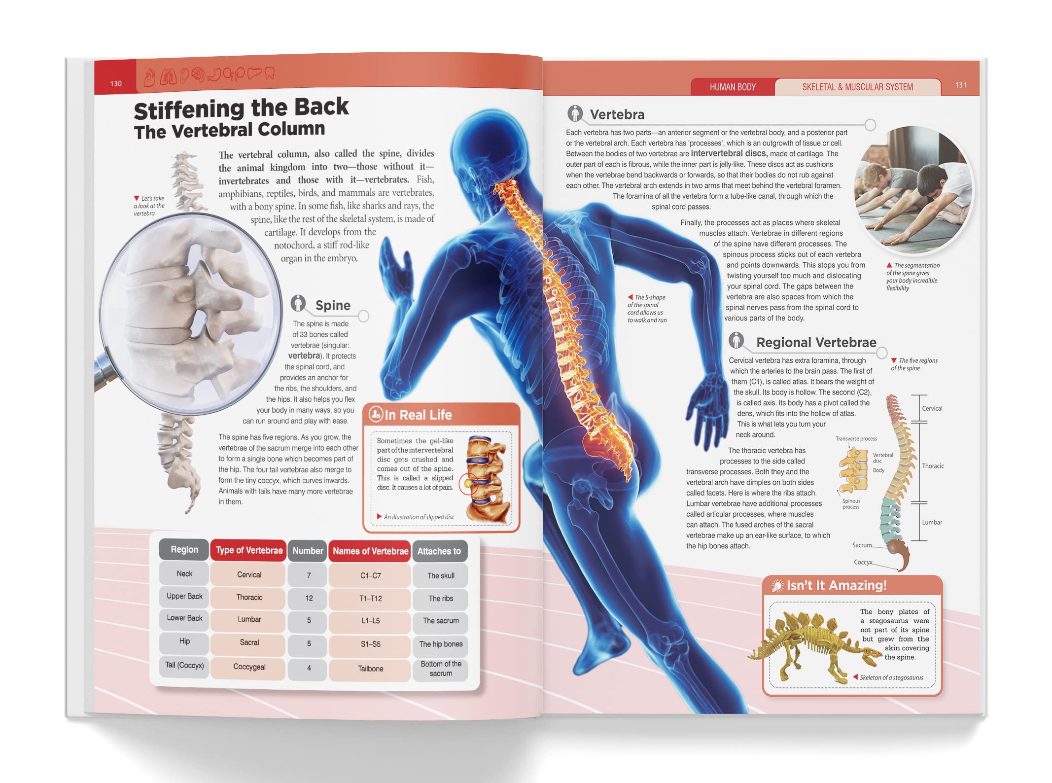Knowledge Encyclopedia: Human Body (Knowledge Encyclopedia For Children)